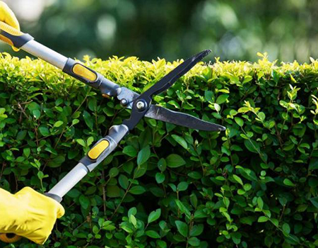 Best Yard and Lawn Maintenance